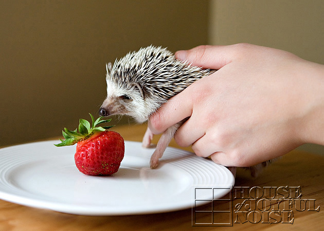 11_hedgehog_strawberry