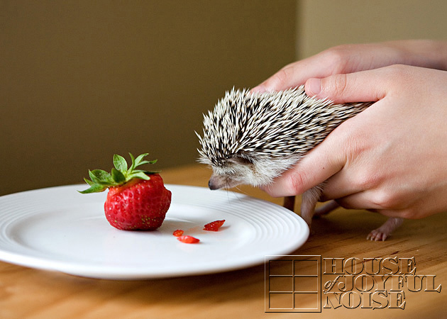 12_hedgehog_strawberry