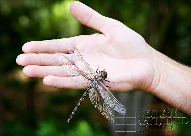 huge-dragonfly-1