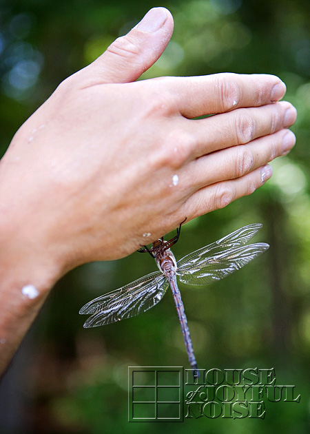 huge-dragonfly-3