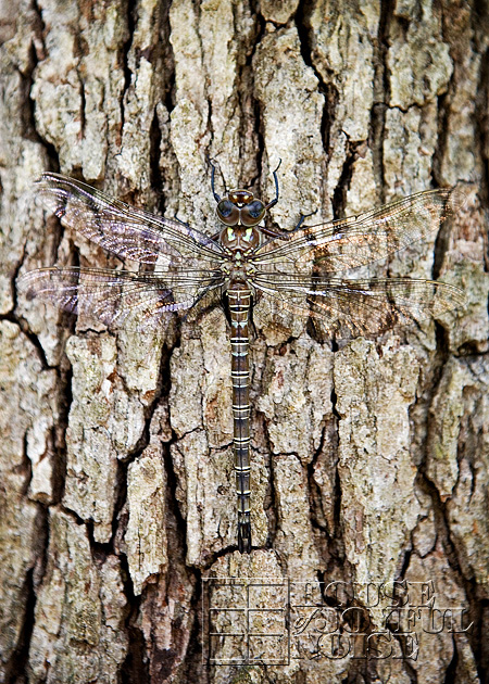 huge-dragonfly-5