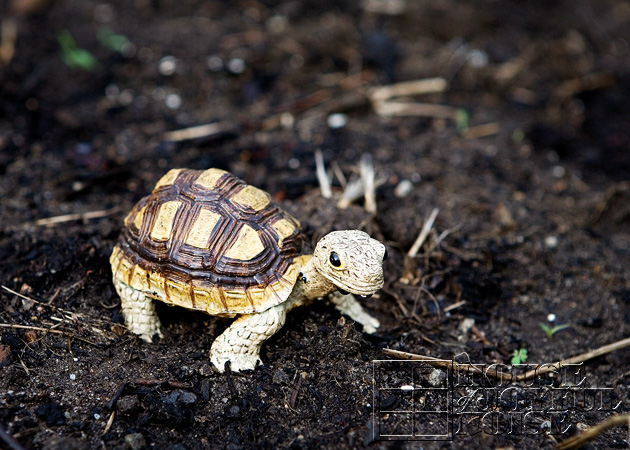 07_garden-turtle-ii-decor