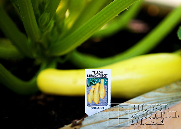 14_yellow-summer-squash-tag