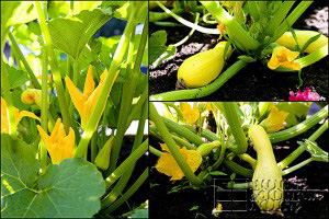 18_summer-squash-photos-300x200