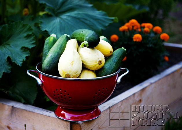 19_fresh-picked-squash