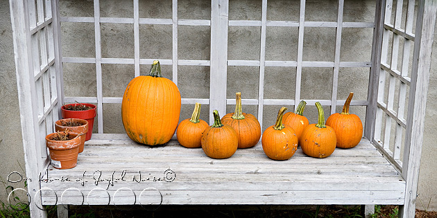 014_first-pumpkin-harvest