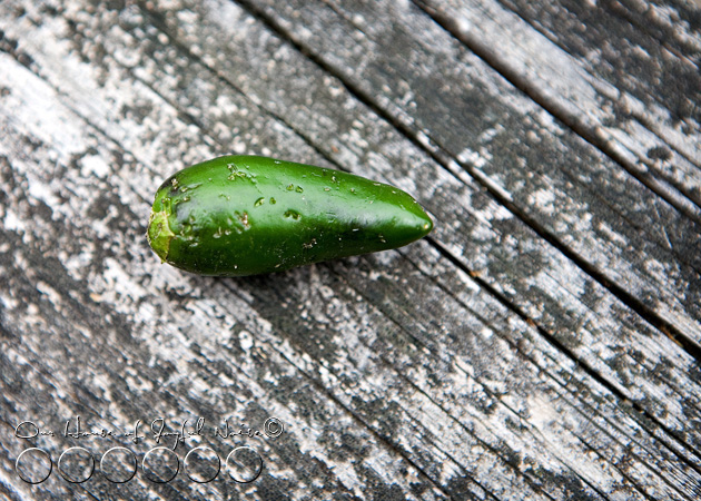 017_squirrel-bite-marks-jalapeno-pepper