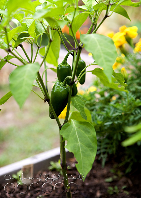 023_jalapeno-peppers-on-plant