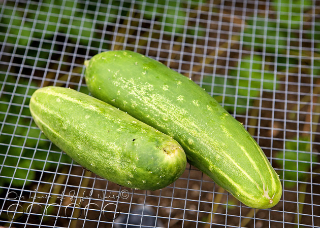 024_cucumbers