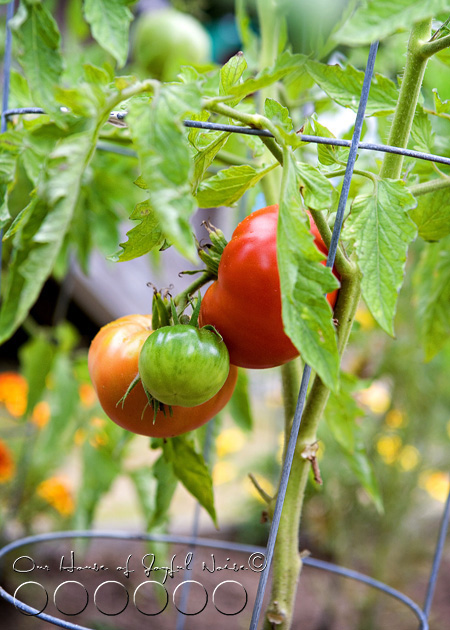 tomatoes-on-the-vine
