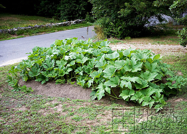 making-growing-pumpkin-patch-progress-results-10