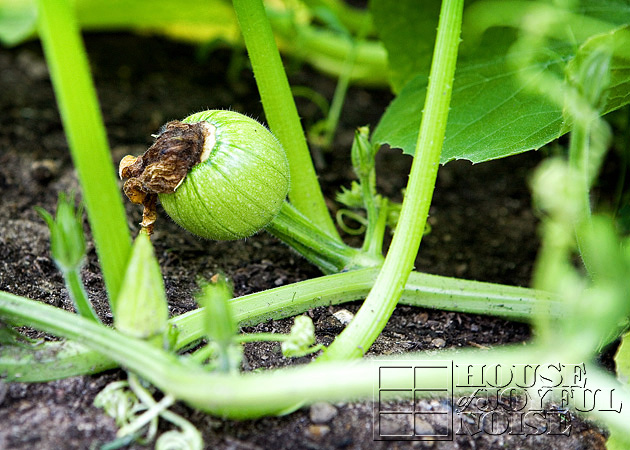 making-growing-pumpkin-patch-progress-results-11