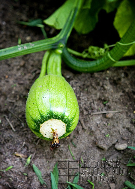 making-growing-pumpkin-patch-progress-results-12