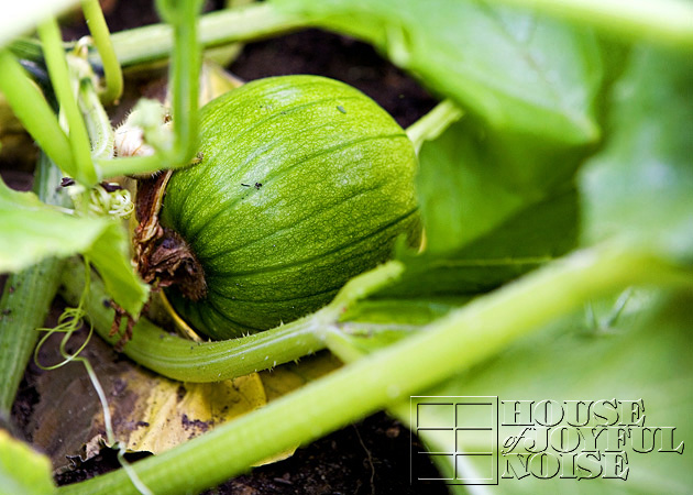 making-growing-pumpkin-patch-progress-results-13