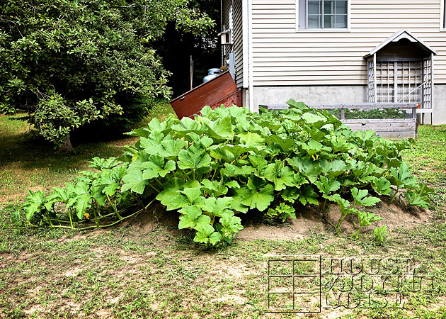 making-growing-pumpkin-patch-progress-results-14