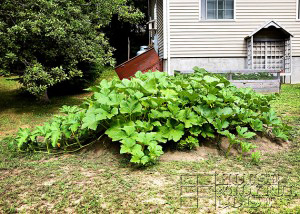 making-growing-pumpkin-patch-progress-results-15