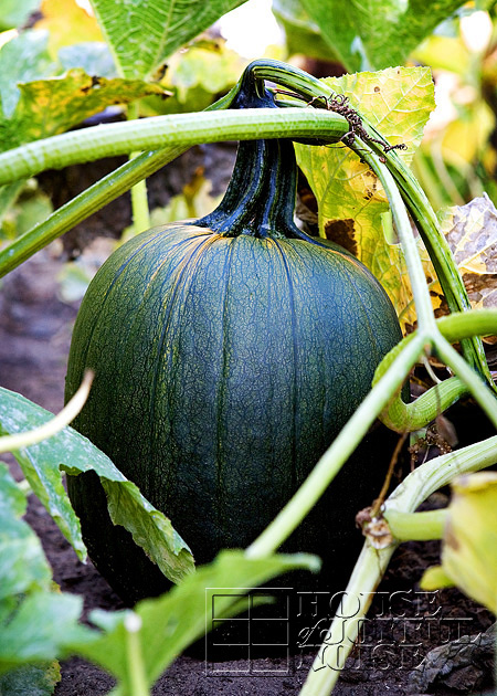 making-growing-pumpkin-patch-progress-results-16