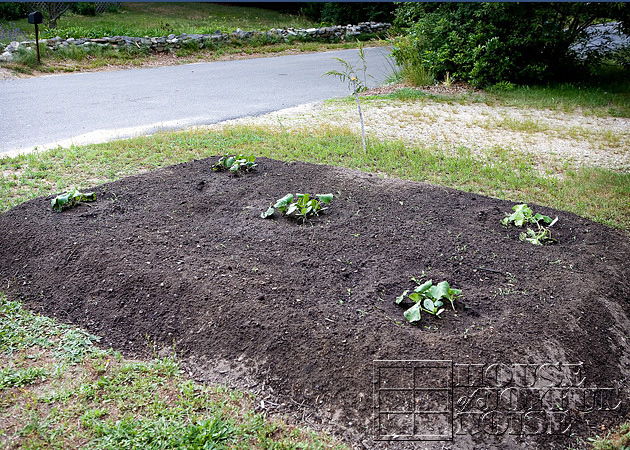 making-growing-pumpkin-patch-progress-results-8