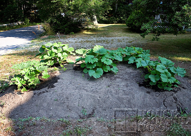 making-growing-pumpkin-patch-progress-results-9