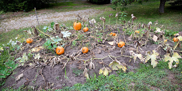 squash-vine-borer-10