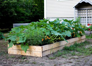 squash-vine-borer-2