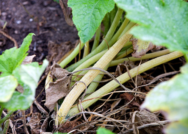 squash-vine-borer-3