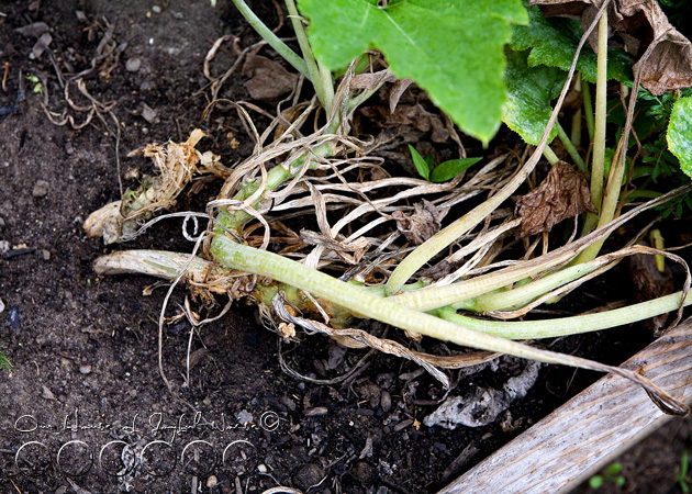 squash-vine-borer-4