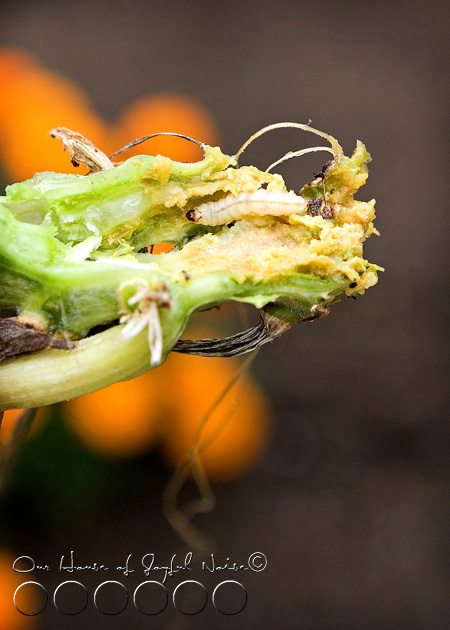 squash-vine-borer-5