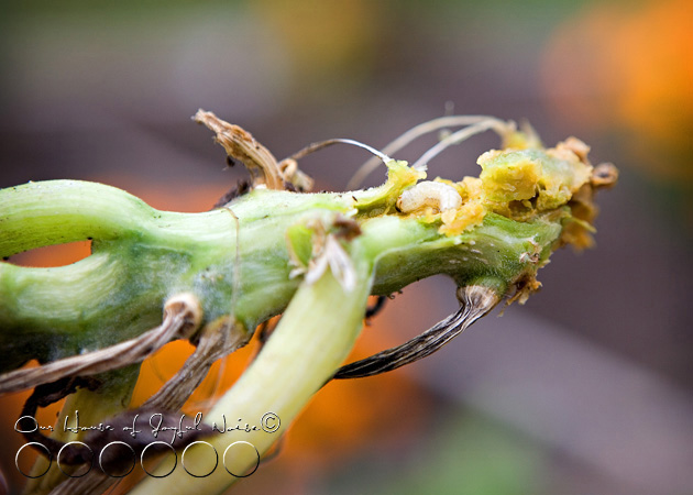 squash-vine-borer-6