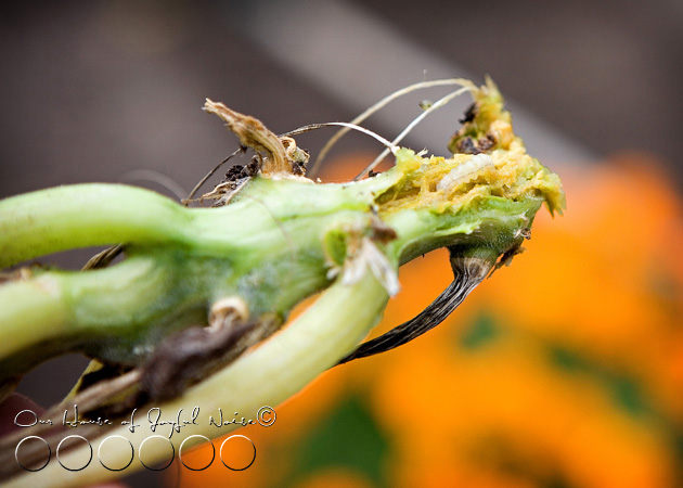 squash-vine-borer-7