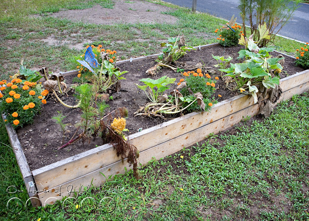 squash-vine-borer