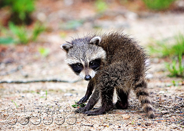 baby-raccoon-study-homeschooling-1