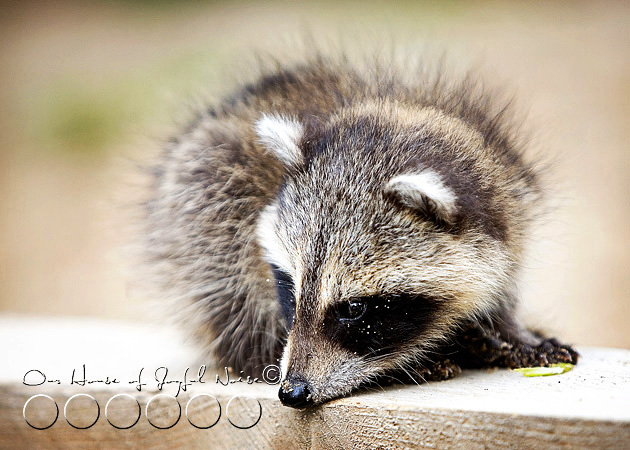 baby-raccoon-study-homeschooling-10