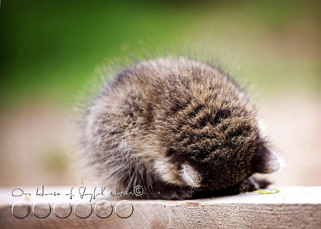 baby-raccoon-study-homeschooling-11