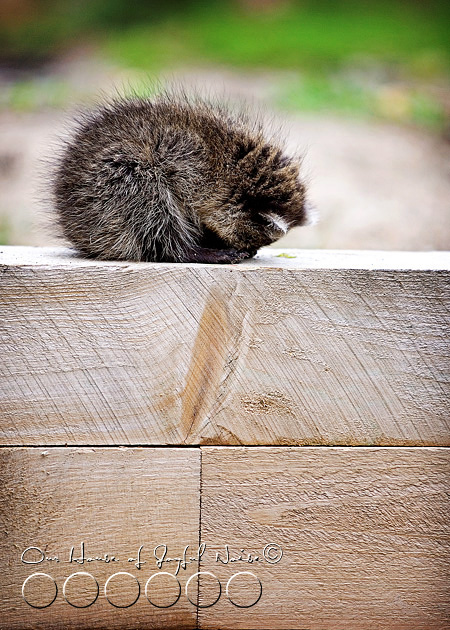 baby-raccoon-study-homeschooling-12