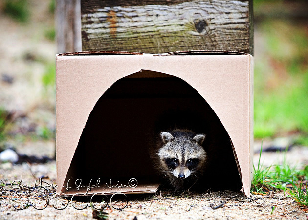 baby-raccoon-study-homeschooling-13