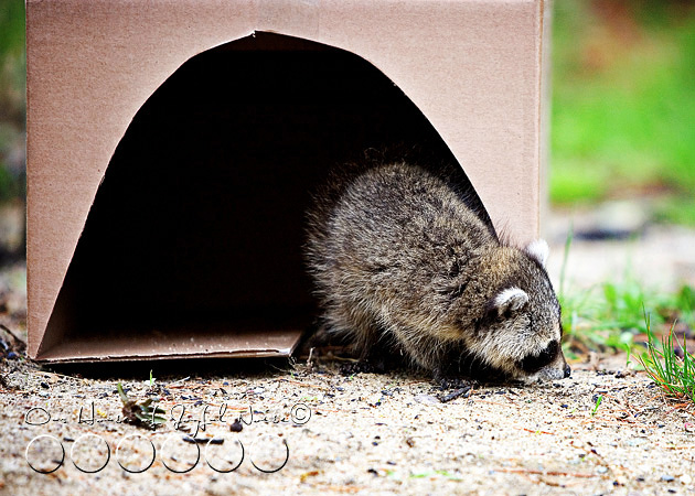 baby-raccoon-study-homeschooling-14