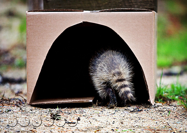 baby-raccoon-study-homeschooling-15