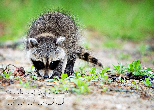 baby-raccoon-study-homeschooling-16