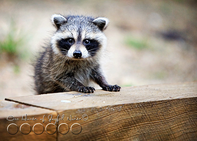 baby-raccoon-study-homeschooling-17