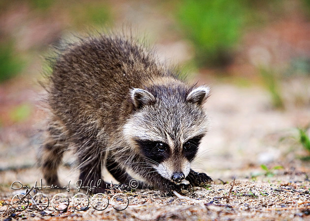 baby-raccoon-study-homeschooling-2