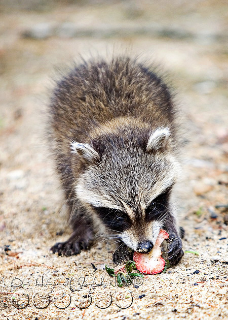 baby-raccoon-study-homeschooling-3