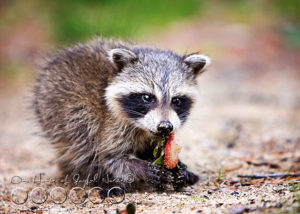 A Baby Raccoon Study | Homeschooling