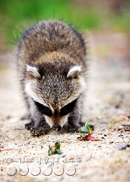 baby-raccoon-study-homeschooling-6