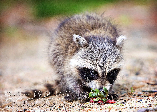 baby-raccoon-study-homeschooling-7