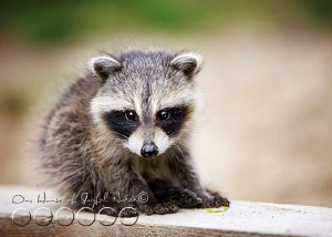 baby-raccoon-study-homeschooling-9
