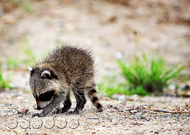 baby-raccoon-study-homeschooling