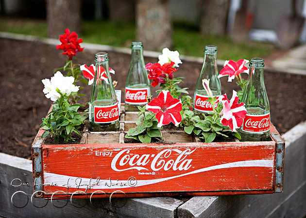 coke-bottles-crate-repurposing-creative-gardening-3