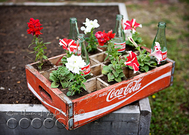 coke-bottles-crate-repurposing-creative-gardening-5