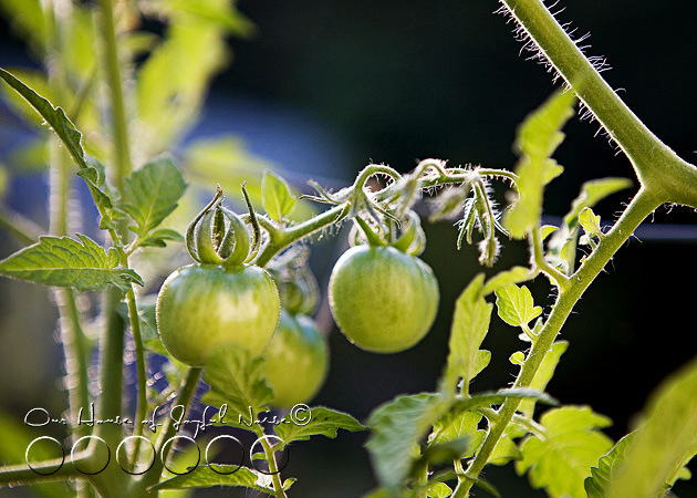 006_cherry-tomatoes-on-vine